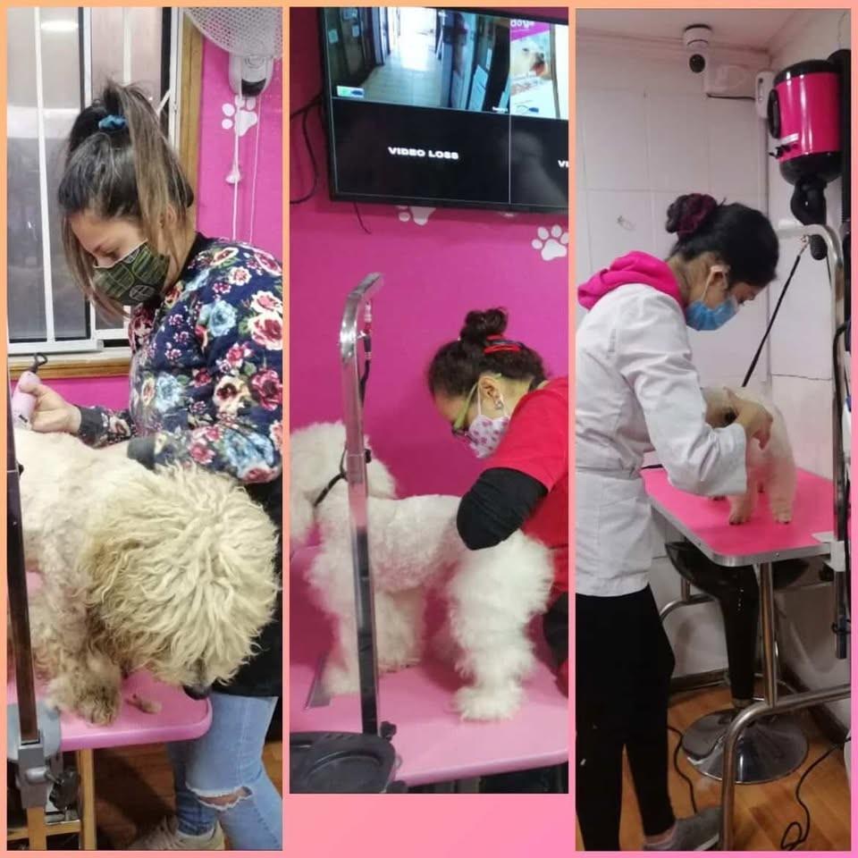Curso de Peluquería Canina