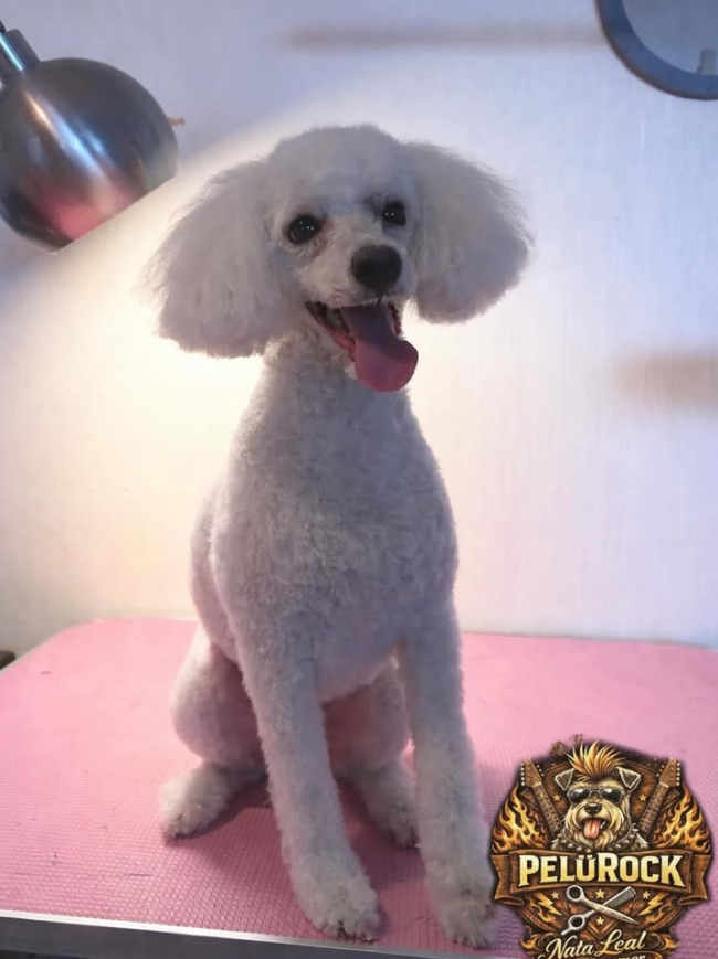 Trabajo PeluRock